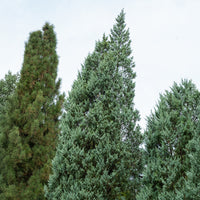 Genévrier des rocheuses Moonglow - Juniperus scopulorum Moonglow - Bakker
