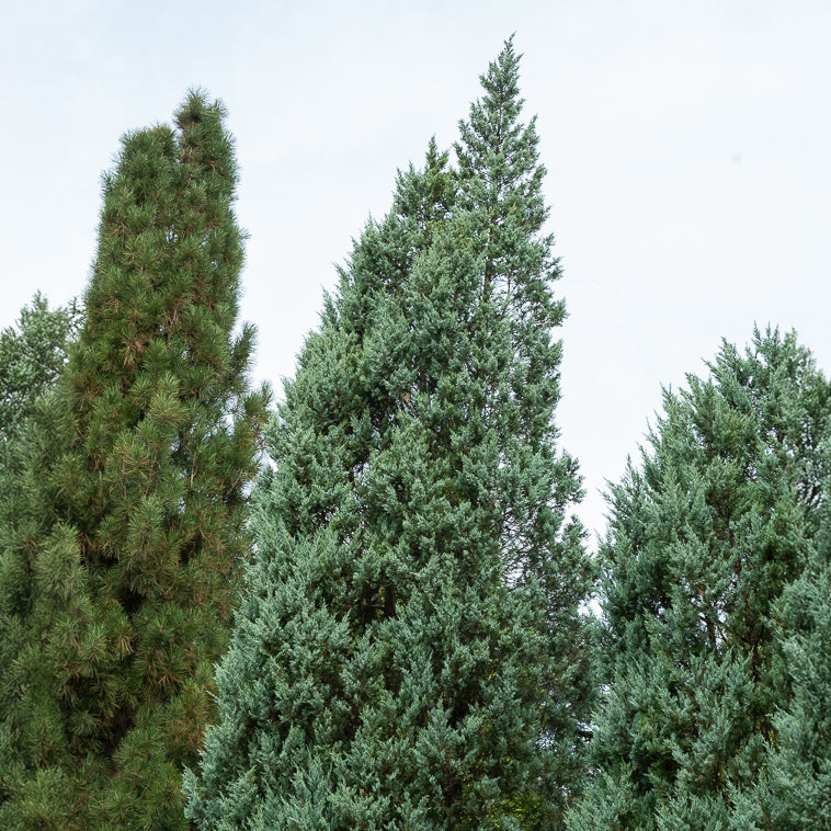 Genévrier des rocheuses Moonglow - Juniperus scopulorum Moonglow - Bakker