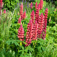 Lupin My Castle - Lupinus My Castle - Bakker