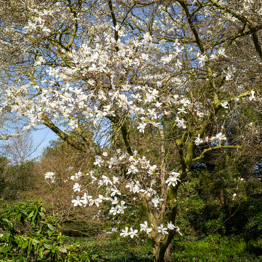 Magnolia de Kobé - Magnolia kobus - Bakker
