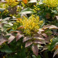 Mahonia aquifolium Apollo - Mahonia Apollo - Mahonia