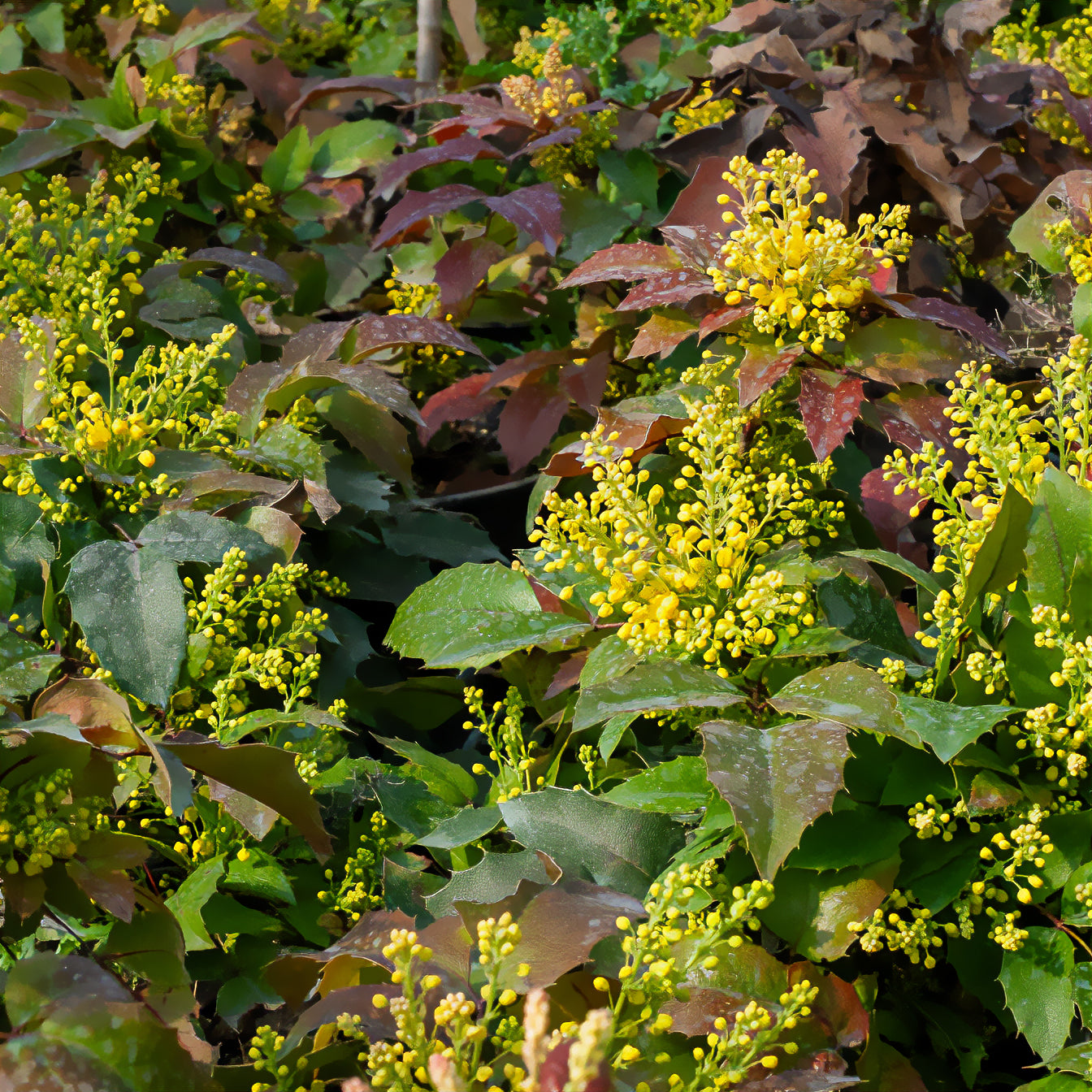 Mahonia Apollo - Bakker