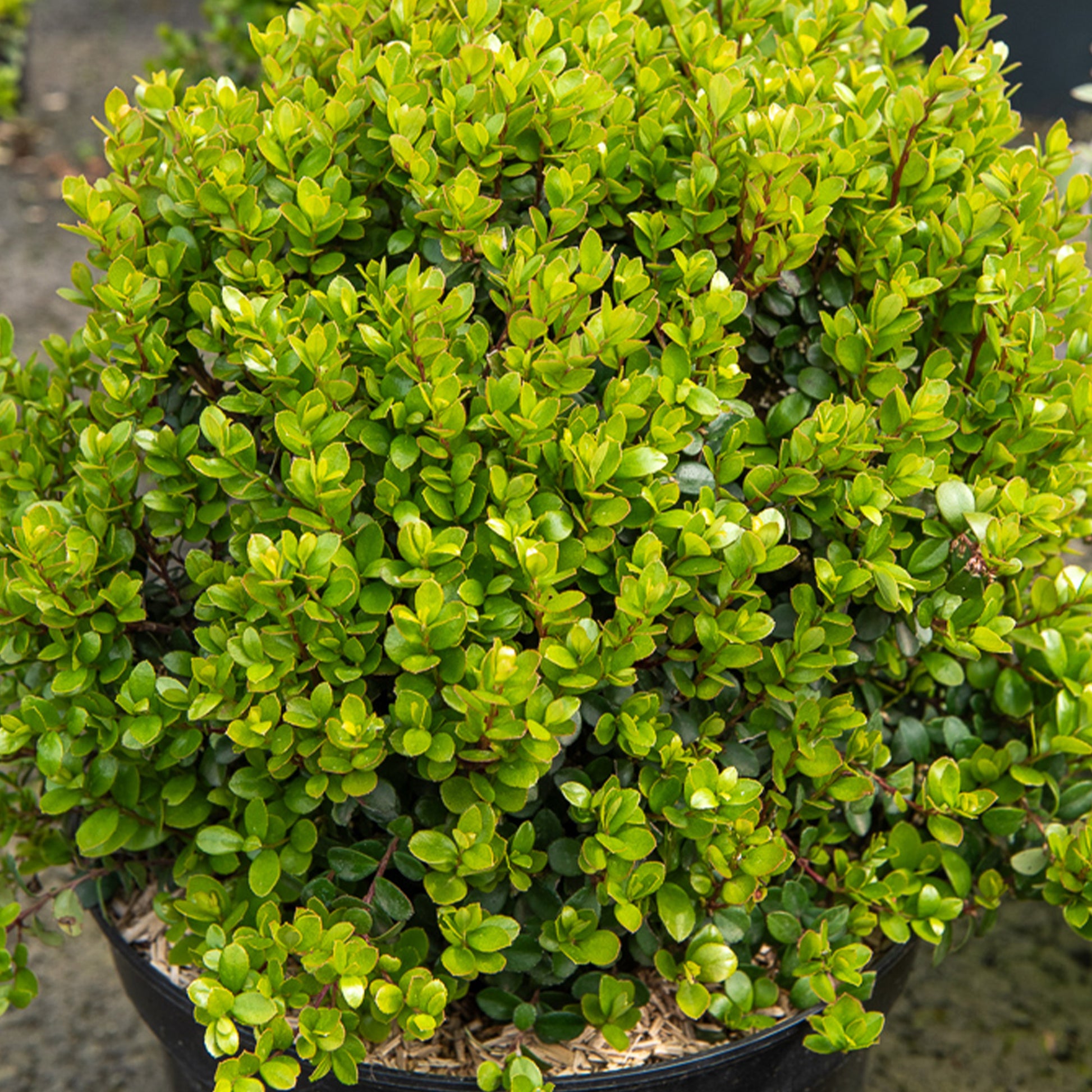 Myrsine africana - Buis africain - Plantes mediterranéennes d'extérieur