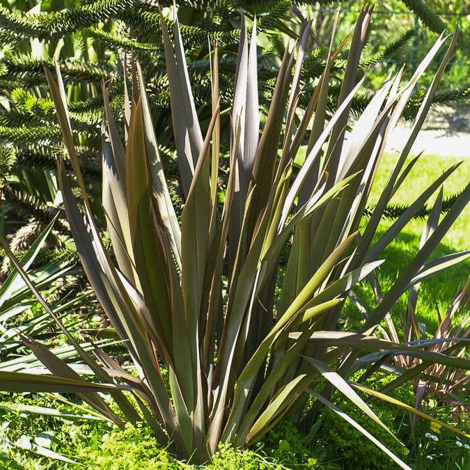 Phormium Bronze Baby - Lin de Nouvelle-Zélande - Phormium cookianum Bronze Baby - Bakker