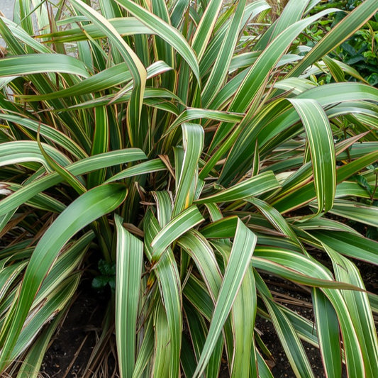 Phormium Tricolor - Lin de Nouvelle-Zélande - Bakker