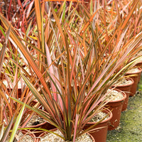 Phormium Flamingo - Lin de Nouvelle-Zélande - Bakker