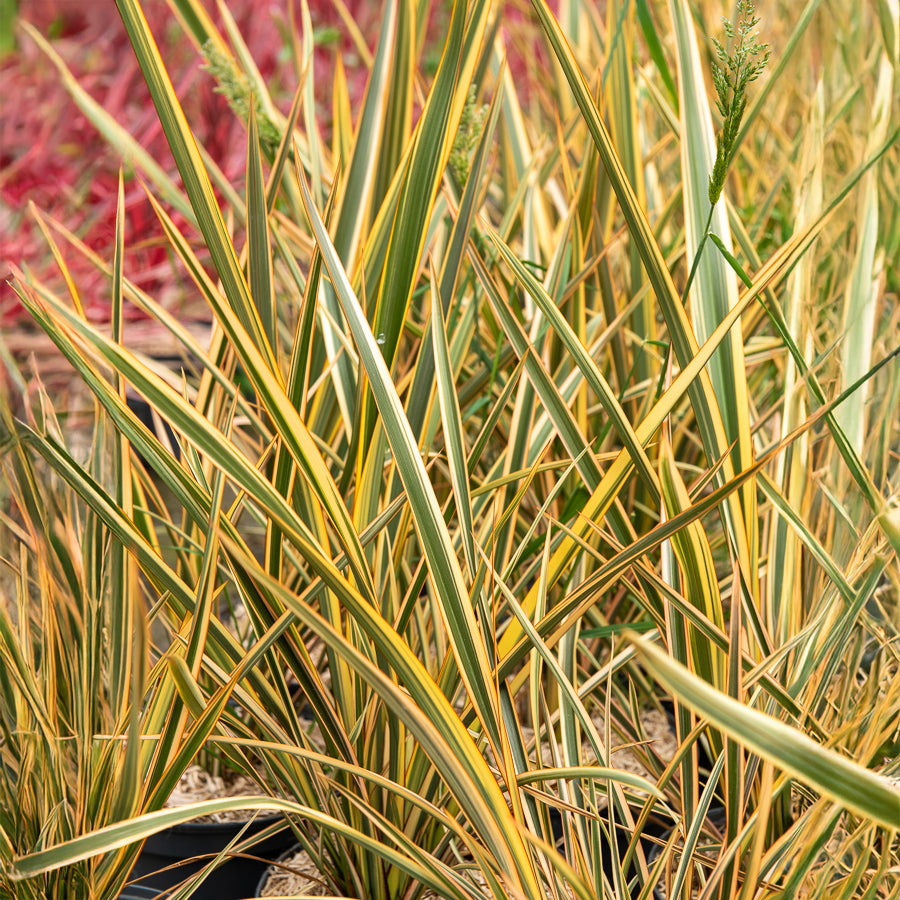 Phormium Golden Ray - Lin de Nouvelle-Zélande - Phormium tenax Golden Ray - Bakker
