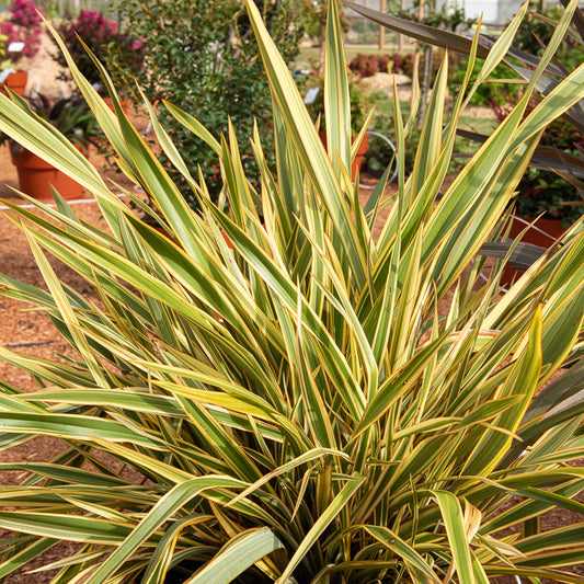 Phormium Golden Ray - Lin de Nouvelle-Zélande - Bakker