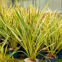 Phormium tenax Golden Ray - Phormium Golden Ray - Lin de Nouvelle-Zélande - Lin de nouvelle Zélande - Phormium