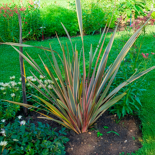 Phormium Rainbow Queen - Lin de Nouvelle-Zélande - Bakker