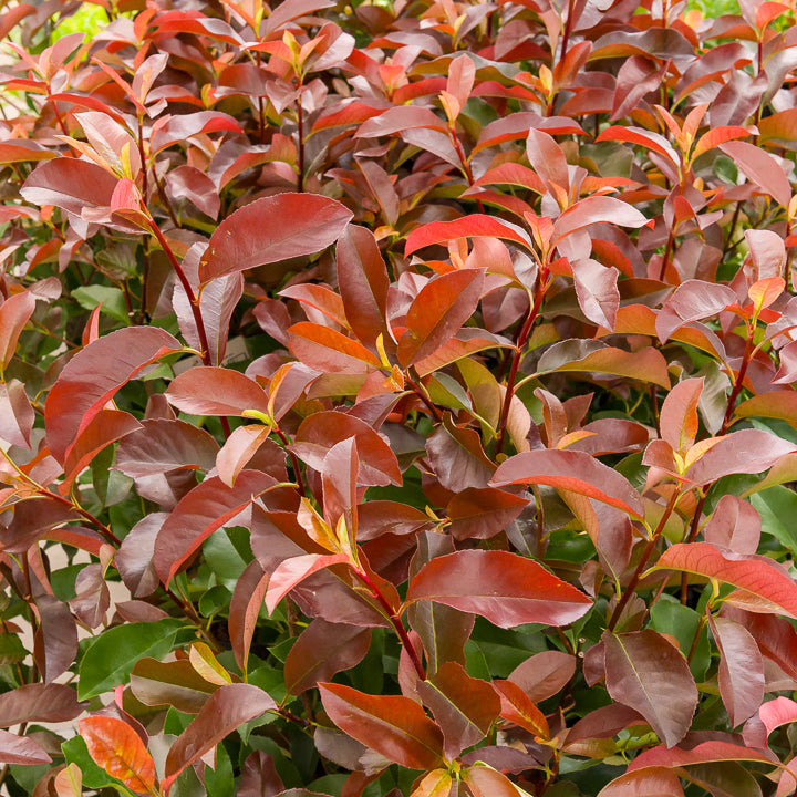 Photinia fraseri Camilvy - Photinia x fraseri Camilvy - Bakker