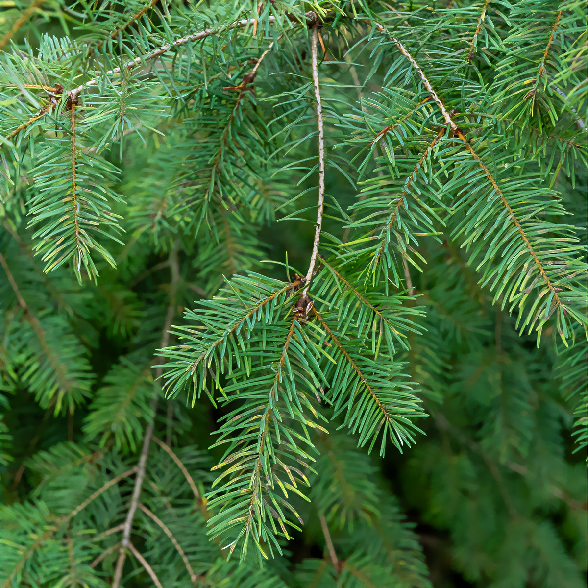 Sapin de Douglas - Pseudotsuga menziesii - Bakker