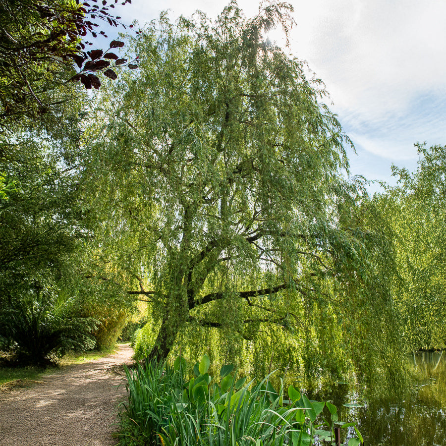 Vente Saule pleureur - Salix babylonica