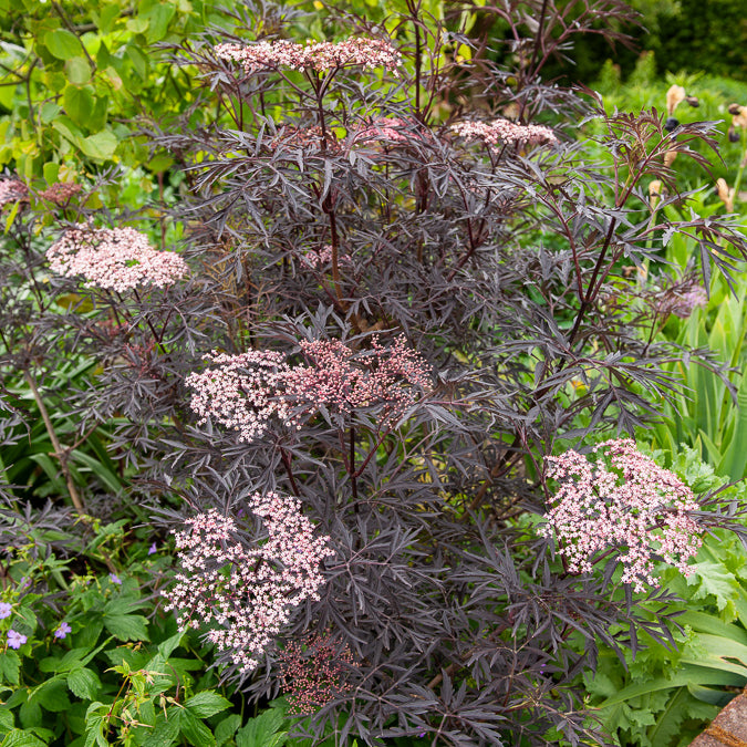 Sureau noir Black Lace® - Sambucus nigra Black Lace® - Bakker