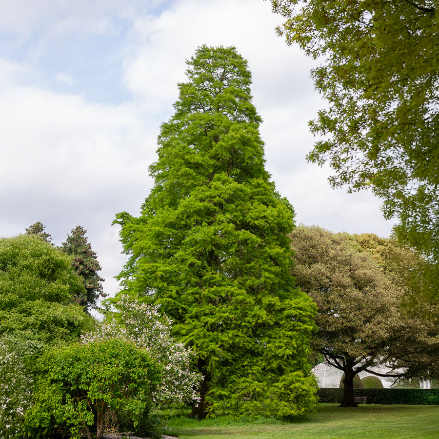 Cyprès chauve - Taxodium distichum - Bakker