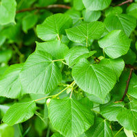 Tilia platyphyllos - Tilleul à grandes feuilles - Tilleul