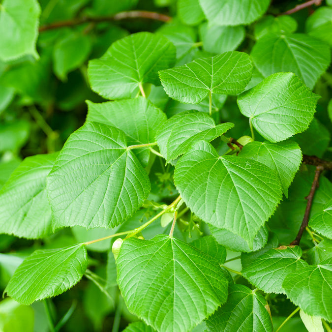 Tilia platyphyllos - Tilleul à grandes feuilles - Tilleul