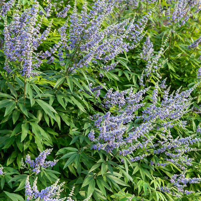 Gattilier à grandes feuilles - Vitex agnus-castus Latifolia - Bakker