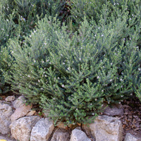 Westringia fruticosa - Romarin d'Australie - Plantes mediterranéennes d'extérieur