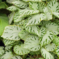 Bégonia Silver Jewel - Begonia rex Silver Jewel - Bakker