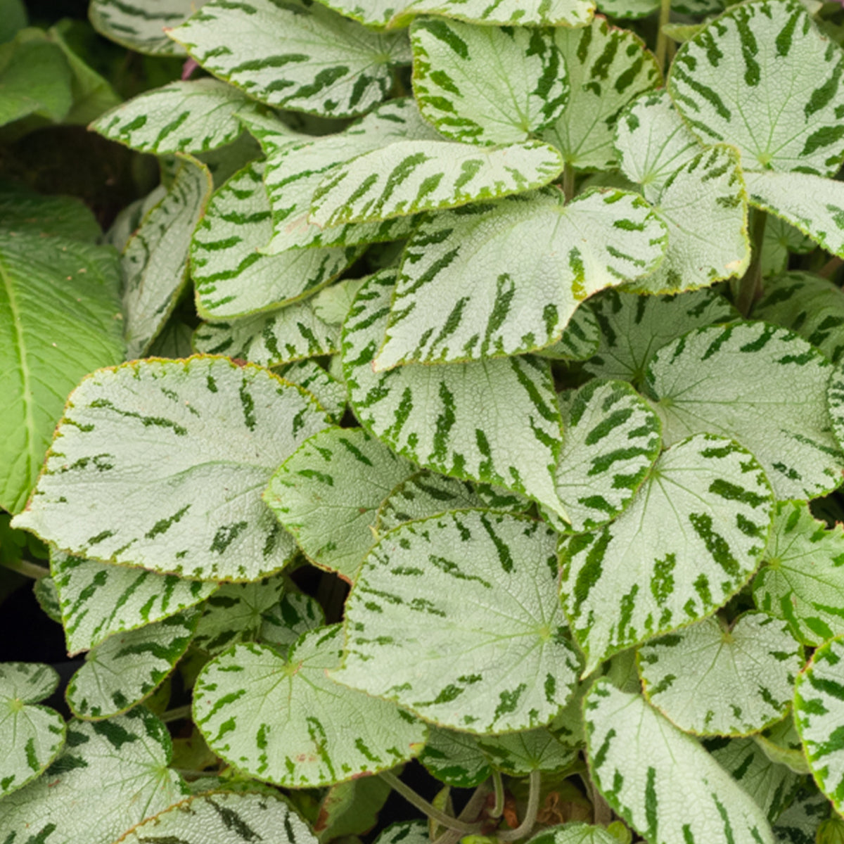 Begonia rex Silver Jewel - Bégonia Silver Jewel - Petites plantes d'intérieur
