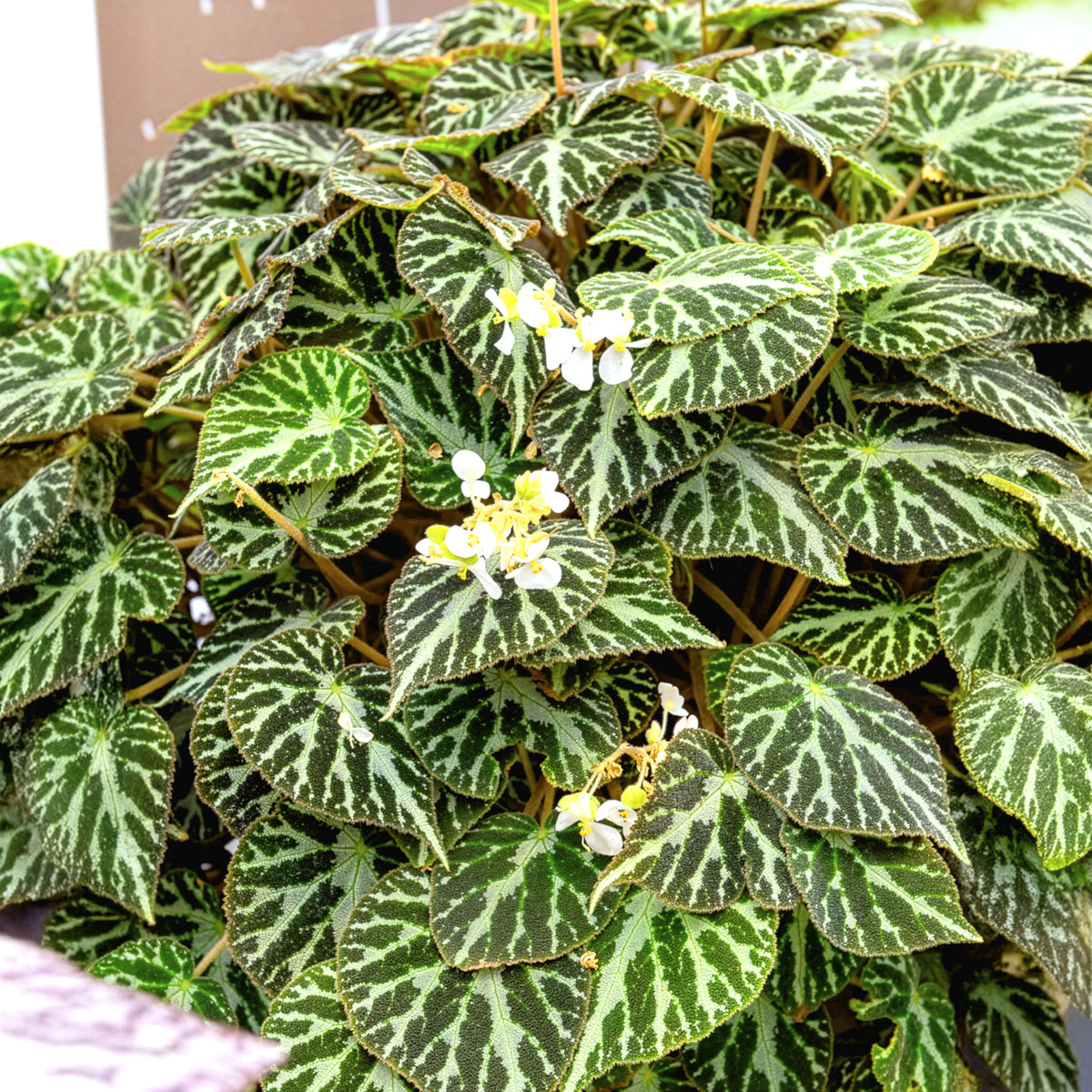 Bégonia Silver Jewel - Begonia rex Silver Jewel - Bakker