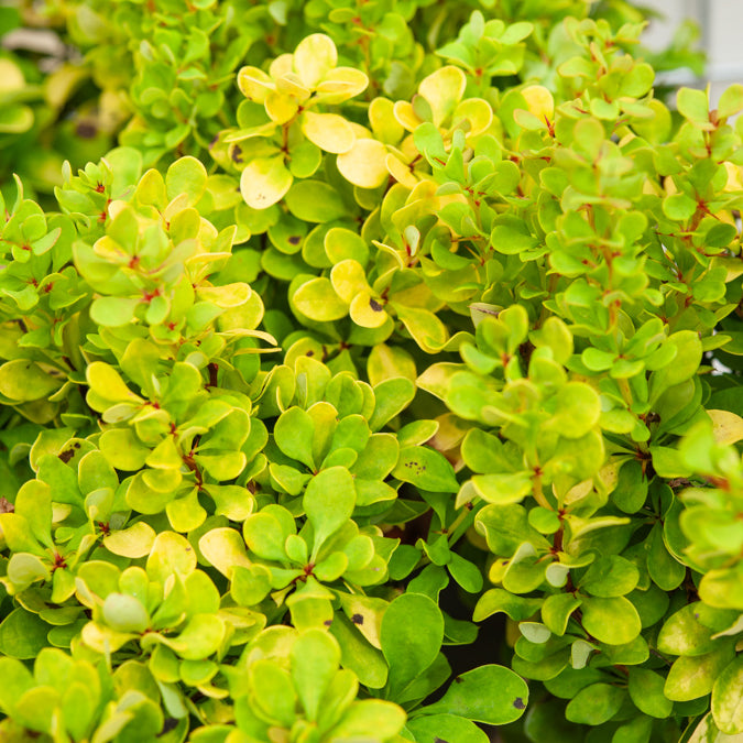 Épine-vinette de Thunberg Golden Rocket - Berberis thunbergii Golden Rocket - Bakker