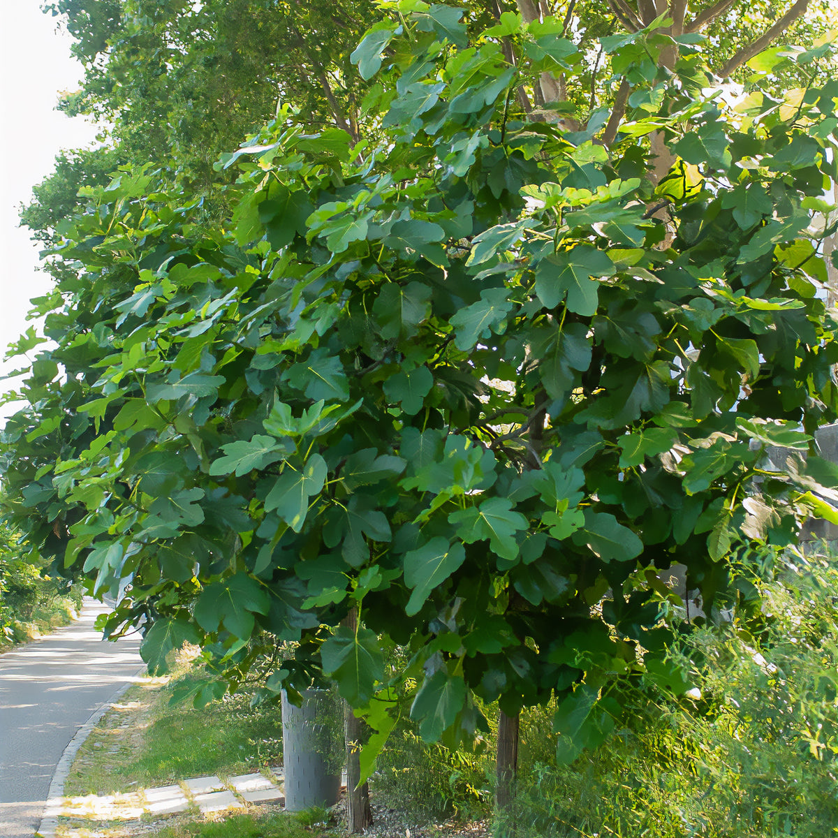Figuier Violette Dauphine - Ficus carica Violette Dauphine - Bakker