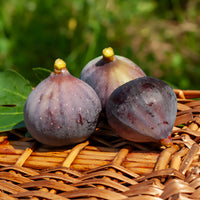 Figuier Violette Dauphine - Ficus carica Violette Dauphine - Bakker