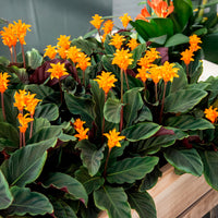 Calathea - Calathéa crocata - Calathea crocata