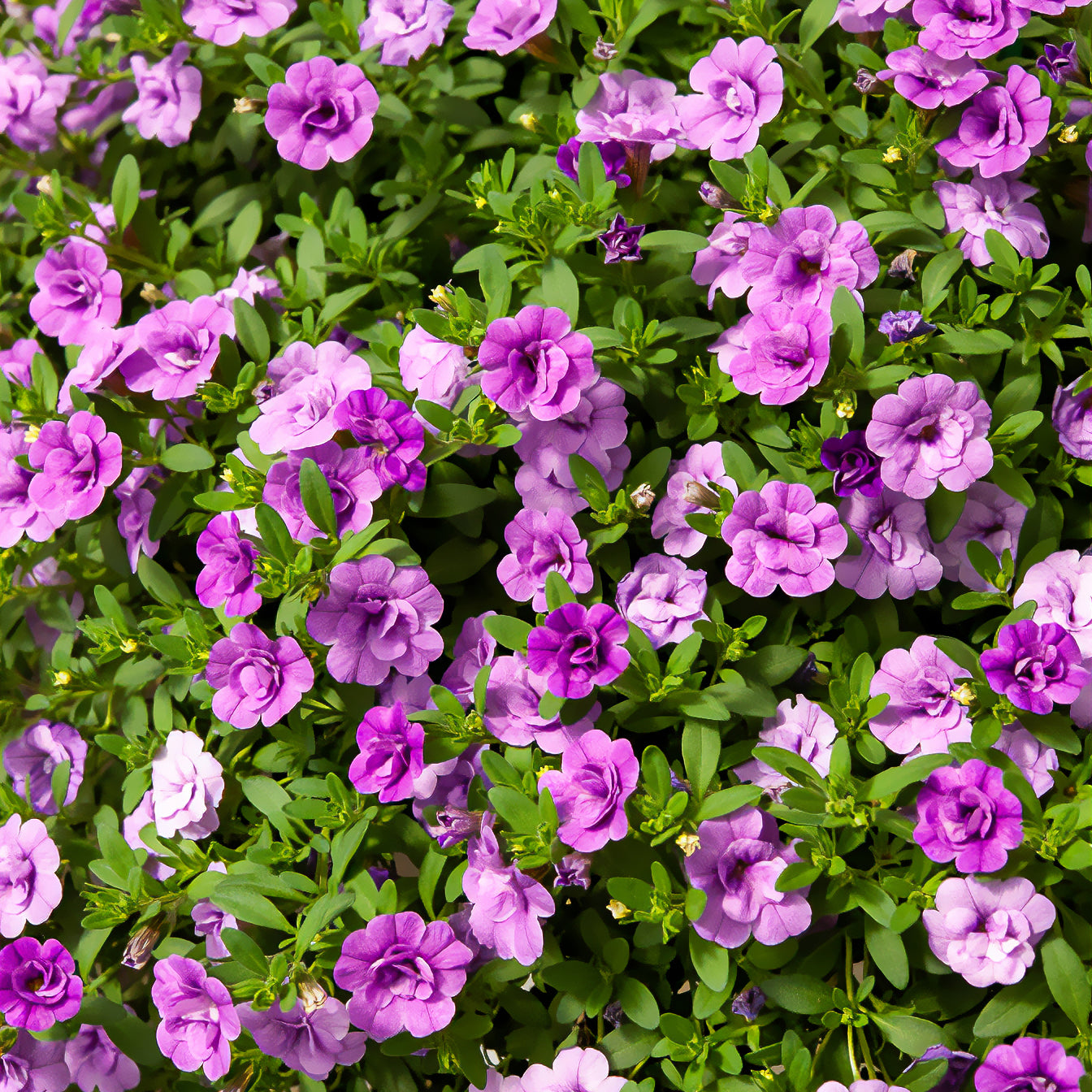 Mini-pétunia à fleurs doubles violettes  - Bakker