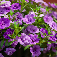 Mini-pétunia à fleurs doubles violettes  - Calibrachoa hybride double Amethyst - Bakker