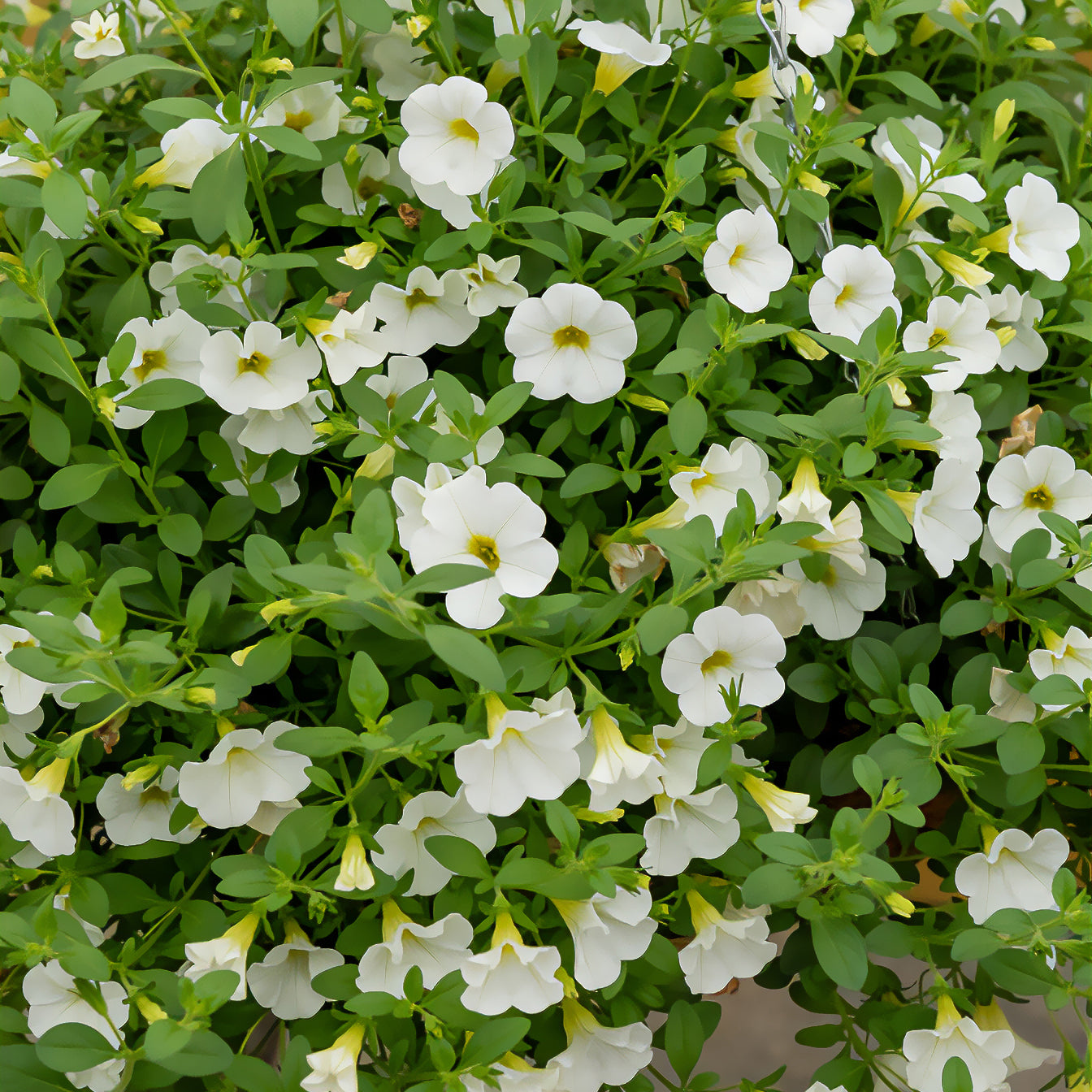 Mini-pétunia blanches - Bakker