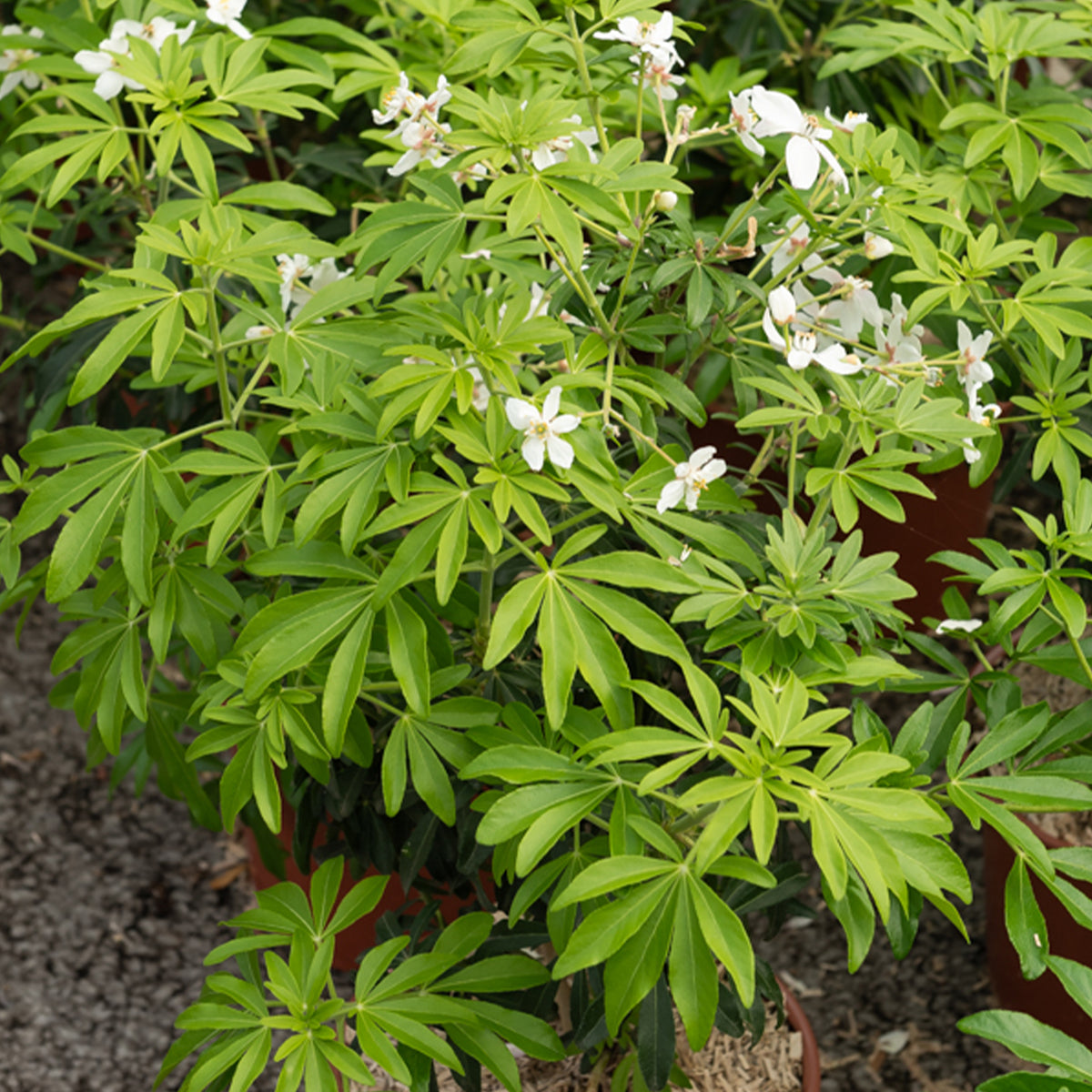 Oranger du Mexique Greenfingers® - Bakker