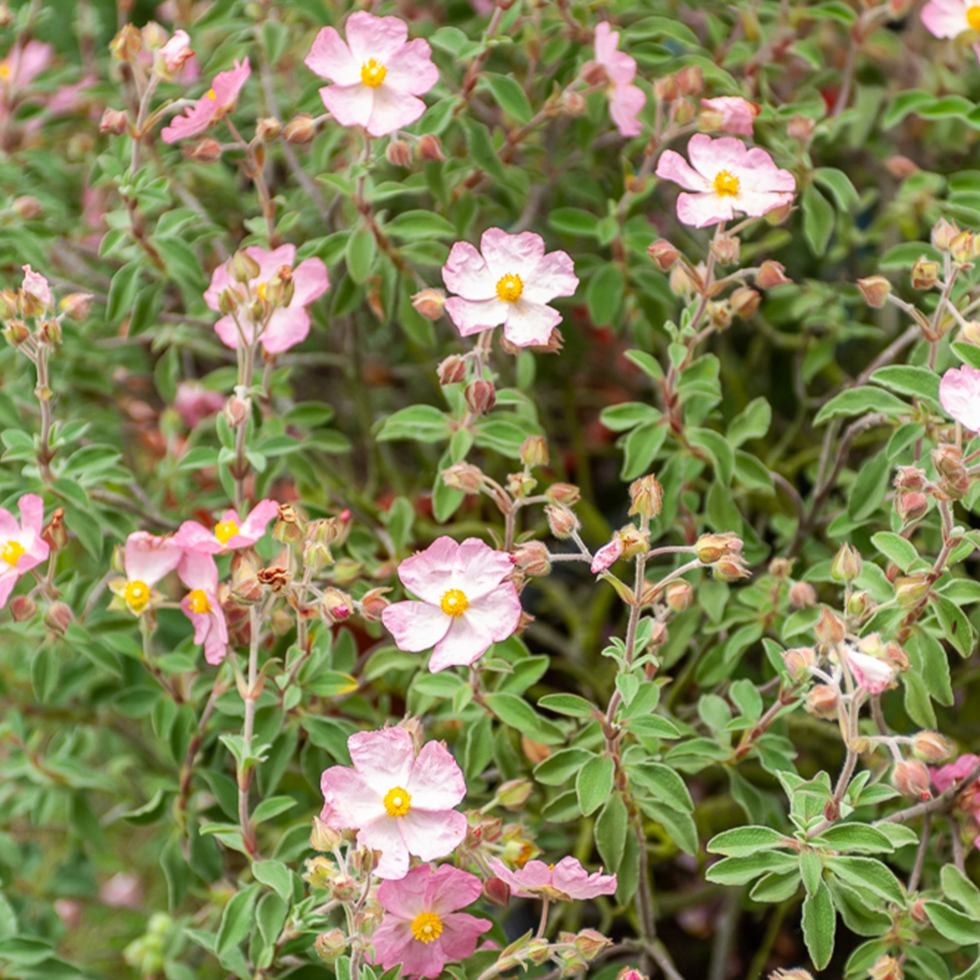 Ciste Silver Pink - Cistus x argenteus Silver Pink - Bakker