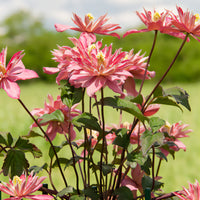 Clematis montana Broughton star - Clématite Broughton Star - Clématite