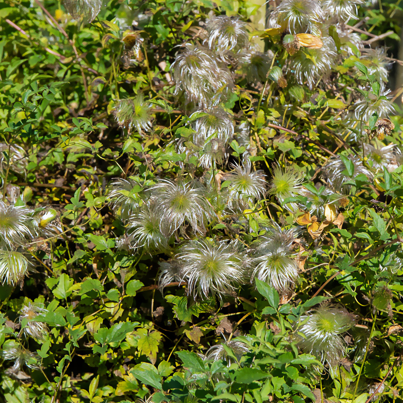 Clématite Golden Tiara® - Clematis tangutica Golden Tiara®Kugotia - Bakker