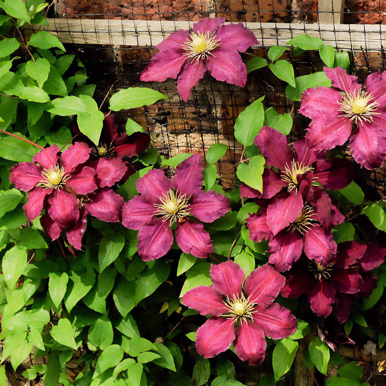 Clématite Niobe - Clematis Niobe - Bakker