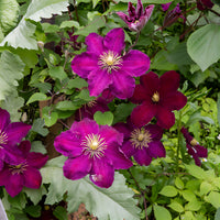 Clématite - Clématite Niobe - Clematis Niobe