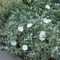 Plantes couvre-sol - Liseron arbustif argenté - Convolvulus cneorum