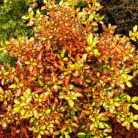 Coprosma Evening Glow ® - Bakker