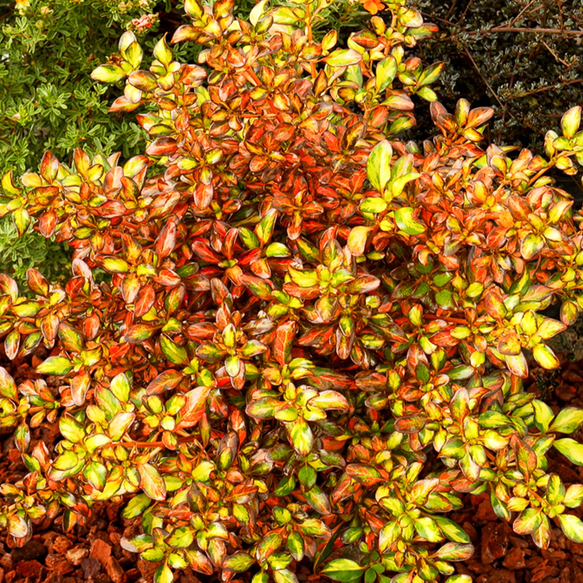 Coprosma Evening Glow ® - Bakker