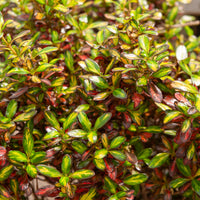 Coprosma Evening Glow ® - Coprosma Evening Glow ® - Bakker