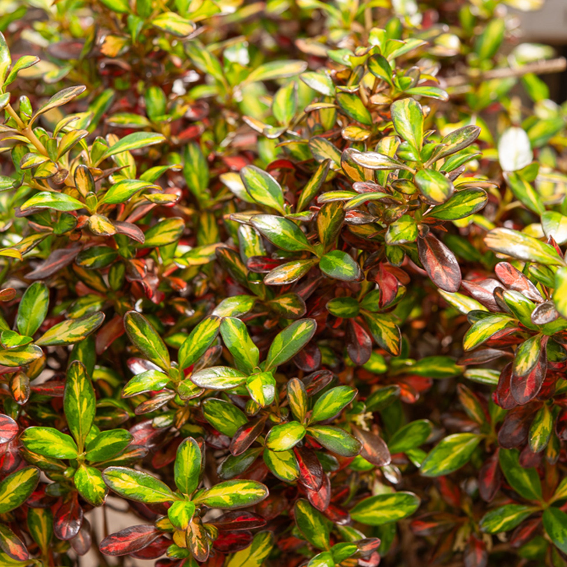 Coprosma Evening Glow ® - Coprosma Evening Glow ® - Bakker