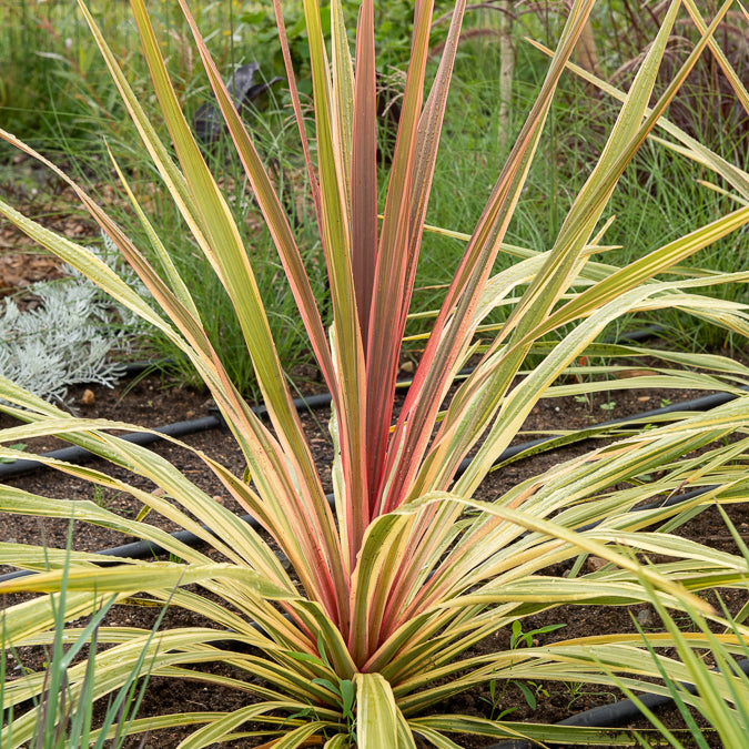 Cordyline australe Can Can® - Bakker