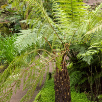 Cyathea australis - Fougère arborescente - Plantes vivaces