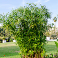 Papyrus à feuilles alternes - Cyperus alternifolius - Bakker