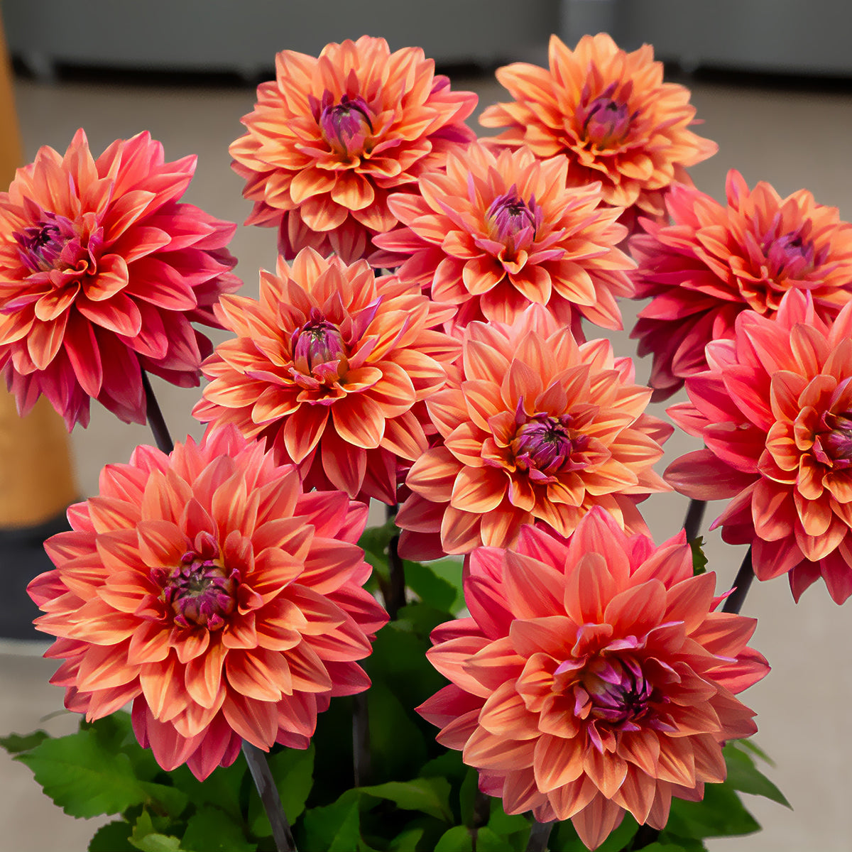 3 Dahlias décoratifs American Dawn - Dahlia American Dawn - Bakker