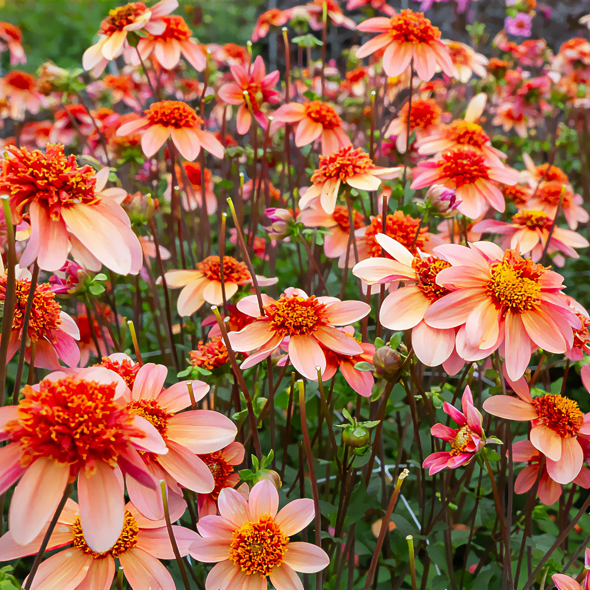 Dahlia anémone Totally Tangerine - Dahlia Totally Tangerine - Bakker