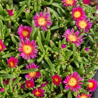 Delosperma Wheels of Wonder® Hot Pink - Delosperma Wheels of Wonder® Hot Pink - Delosperma